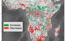 A new tool to monitor the carbon budget of vegetation: first application to the African continent