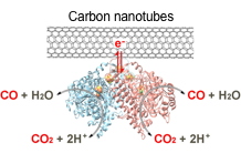 A novel enzymatic process for CO2 reduction