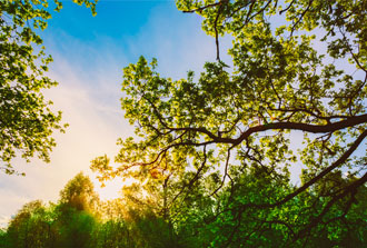 Comment les forêts méditerranéennes vont-elles s’adapter au changement climatique ?