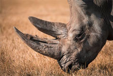 L’Homme mangeait du rhinocéros aux Philippines il y a 700 000 ans