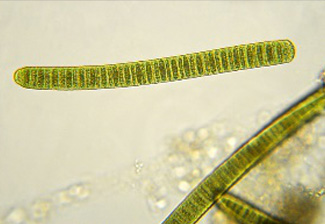 Biomimétisme : la protéine d’une cyanobactérie pour les bioénergies