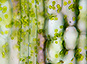 Plantes : le génie protéique au service du chloroplaste