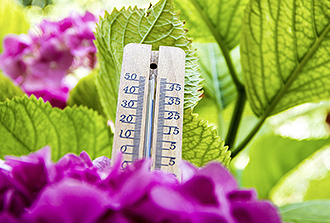 Une protéine « thermomètre » qui contrôle la floraison des plantes