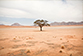 Épigénétique : favoriser l’adaptation des arbres à la sécheresse