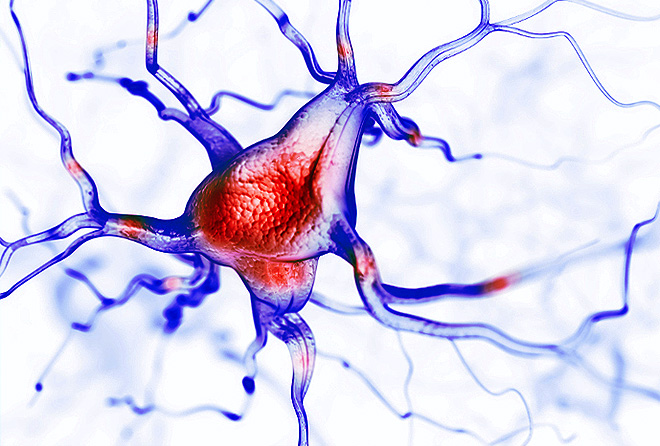 De nouvelles clés pour cibler les agrégats de la protéine Tau impliqués dans différentes maladies neurodégénératives