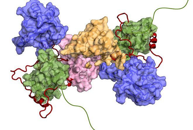 SARS-CoV-2 : une interaction essentielle entre deux protéines pourrait inspirer une nouvelle stratégie thérapeutique