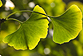 Un nanomatériau composé de protéines de Ginkgo biloba