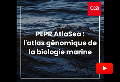 Un programme de recherche ambitieux pour explorer les génomes marins