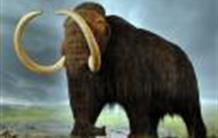 Is the disappearance of mammoths related to changes in Arctic flora?