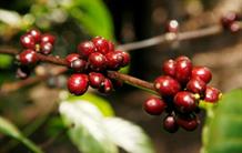 The coffee plant: a well-preserved genome