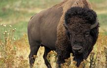 Premier génome d'une espèce éteinte de bison