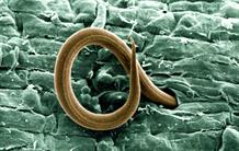 The Success of Nematodes in the Absence of Sex Partly Explained 