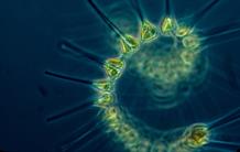 How Phytoplankton Colonized the Oceans