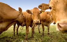 Cows: the new stars of research?
