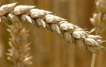Cinq fois plus gros que celui de l'homme, le génome du blé est séquencé