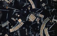 Carbon storage in the ocean: diatoms are under surveillance!