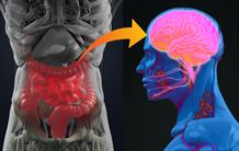 How an imbalance in gut microbiota can lead to depression