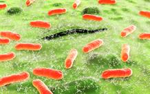 Biologie structurale : Mieux comprendre la survie des bactéries dans notre estomac