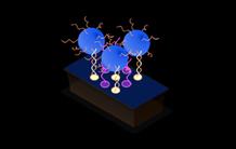 Bio-imagerie : des quantum dots fonctionnalisés avec de l’ADN, efficaces et biocompatibles 