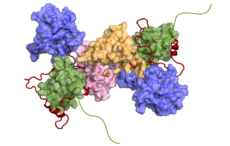 SARS-CoV-2 : une interaction essentielle entre deux protéines pourrait inspirer une nouvelle stratégie thérapeutique  