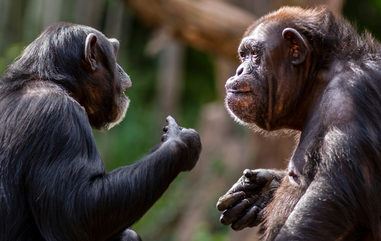 Premier atlas complet de la connectivité cérébrale du chimpanzé