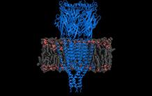 Serotonin receptor: the structure is revealed