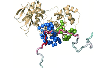 Décryptage par spectroscopie d’échange RMN de la dynamique d’une protéine intrinsèquement désordonnée dans un complexe