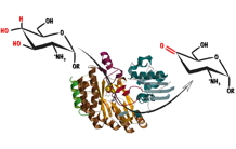 Antibiotics and radical-based chemistry: The 1,2-diol dehydratase AprD4 from the inside