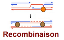 Une avancée dans la compréhension des échanges entre molécules d’ADN lors de la recombinaison