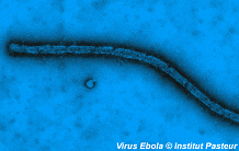 Mapping of Ebola T-cell response: towards a new vaccine ?
