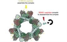 Cryo-EM : A ring-shaped organisation for better control of the local concentration of BRCA2 essential for homologous recombination