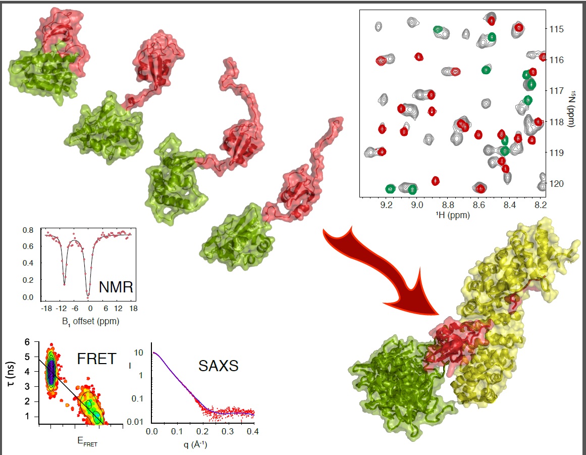 Résumé des découvertes de l'étude sur la dynamique de 627-NLS, protéine du virus H5N1