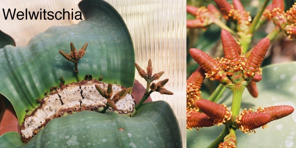 Welwitschia.jpg