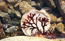 Pourquoi les algues rouges n’ont pas colonisé la terre ferme