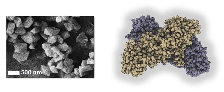 structure-proteine-binab-c-MGingeri-JPColletier.jpg