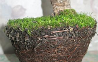 Root growth arrest mechanism revealed in plants