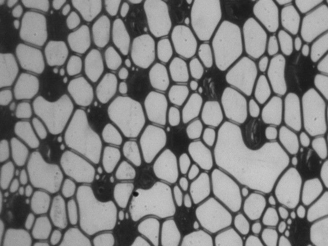Petites bulles d'air, grands effets : une mousse au secours des terres contaminées