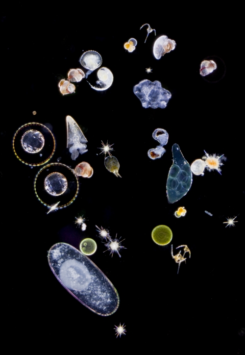  ​Différentes espèces planctoniques à l’étude dans le projet Tara. © C. Sardet / Tara Océans 