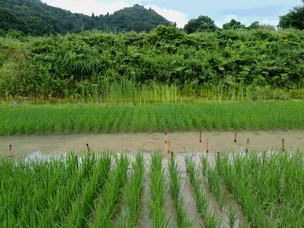 Cultures de lignées de riz plantées dans des rizières expérimentales polluées