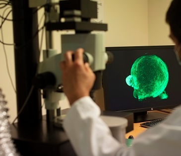 Sur l'écran, rendu 3D des neurones dans un organoïde cérébral à l'aide d'un microscope à feuillet de lumière. 