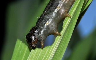 Scientists decode the genome of Fall Armyworm: a moth pest that is invading Africa