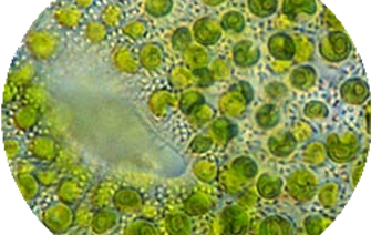 A photoenzyme allows microalgae to produce hydrocarbons