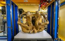 Le mammouth de Durfort étudié aux rayons X