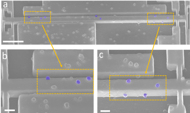 Electron microscopic photographs of T5 virus capsids on a nano mechanical resonator. © CEA-Leti