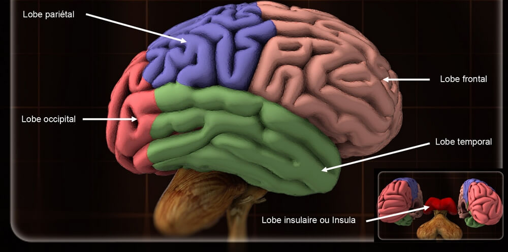 Présentation des différents lobes du cerveau