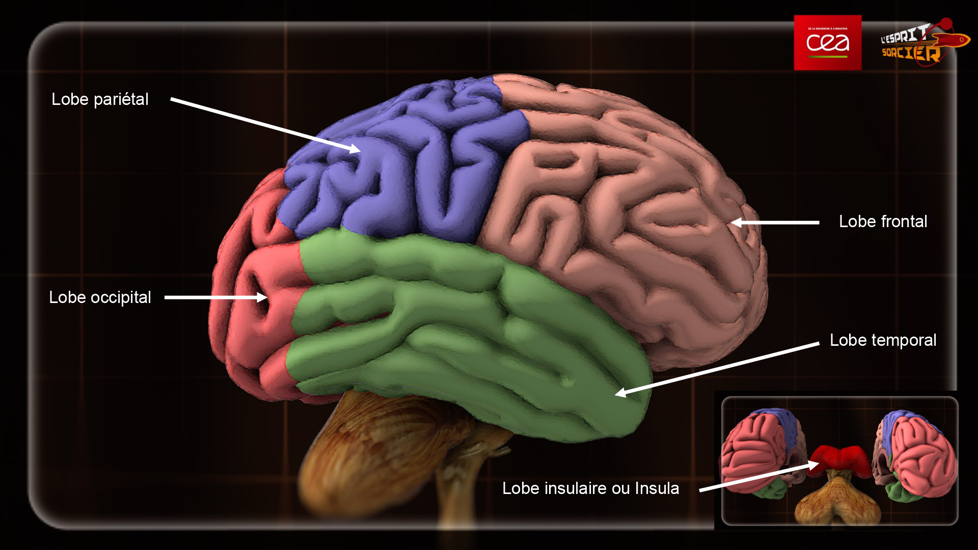 Présentation des différents lobes du cerveau.