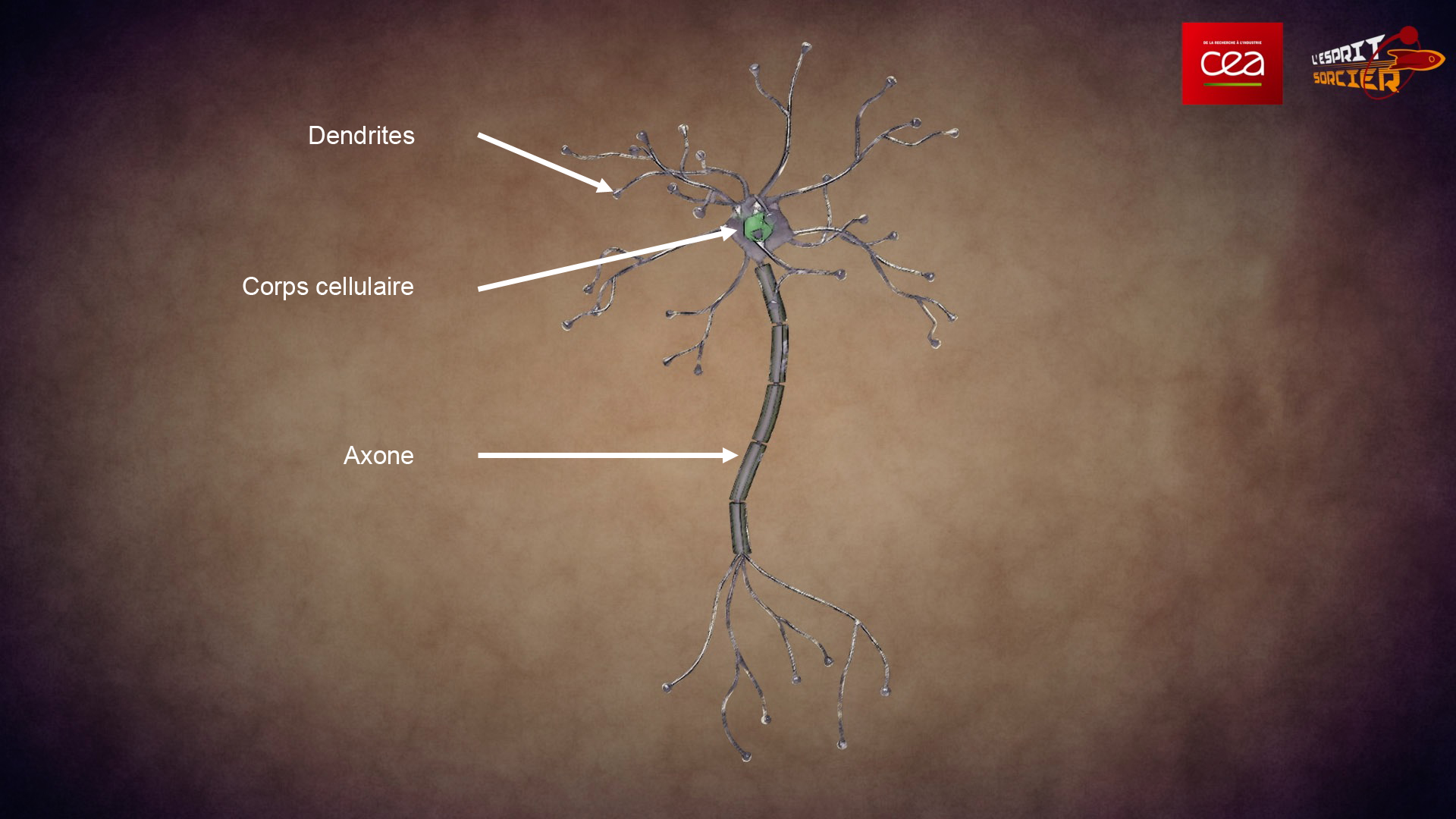 Présentation des différentes parties d'un neurone