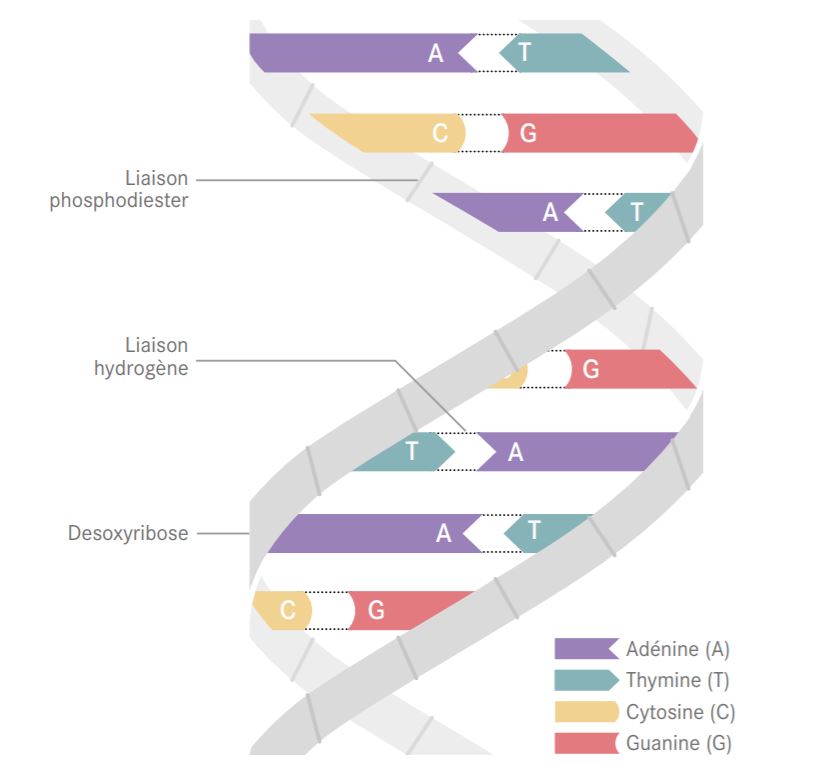 Structure Molecule D Adn Schema Molecule De Adn FYSY