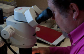 Reconnaissance et tri au microscope des foraminifères © S.Renard/CEA