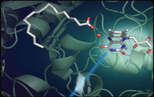 Green chemistry and biofuel: The mechanism of a key photoenzyme decrypted